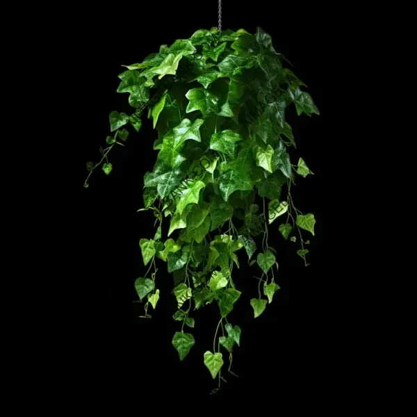 Hanging Green Ivy: Isolated Aesthetics