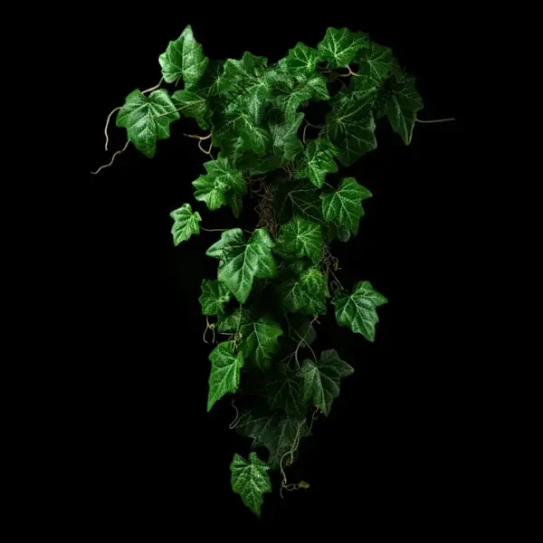 Isolated Ivy Crawling on Black Background