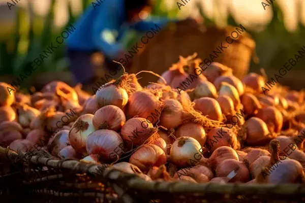 Close-Up of Fresh Bulbs: Harvesting Onions