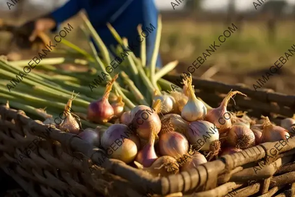 Gathering Culinary Essentials: Harvesting Onions