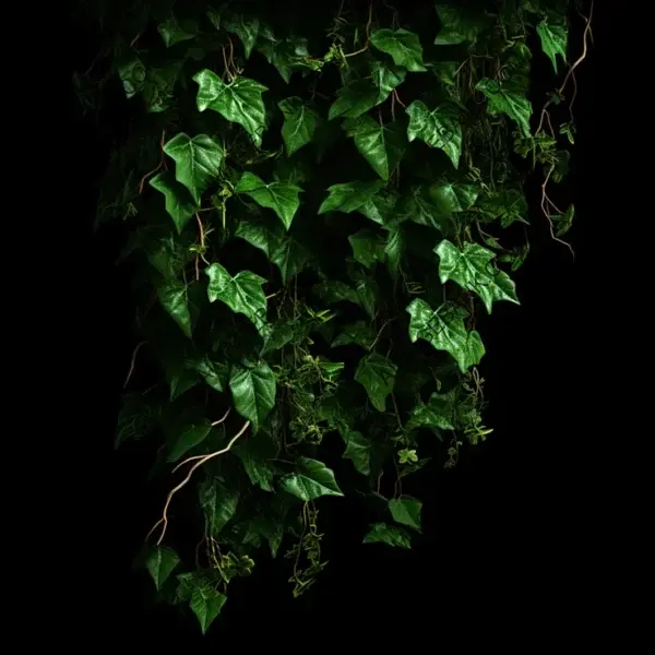 Ivy Crawl Isolated on Black Weathered Background