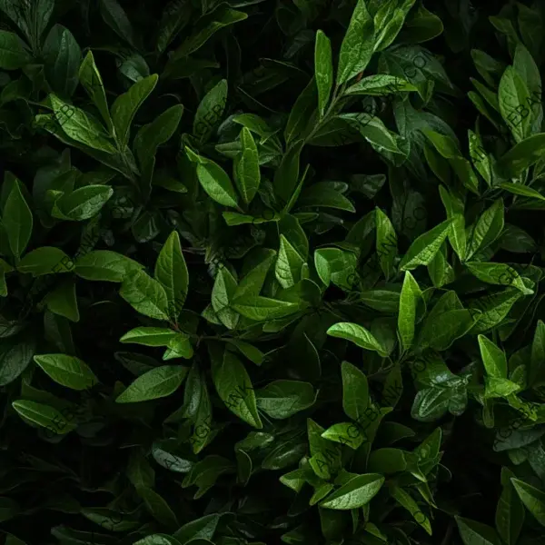 Close-Up of Green Bush Leaves Texture