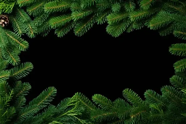 Green Christmas tree branches forming an isolated border