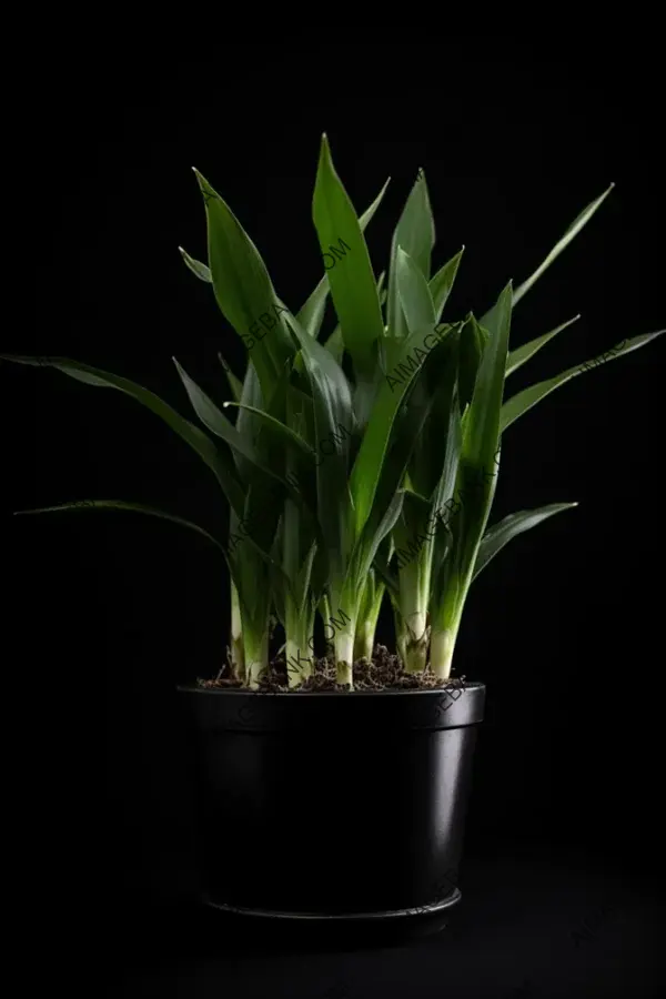 Corn Plant in a Central Black Pot