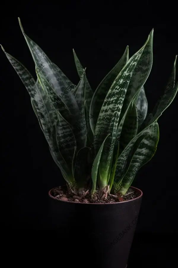 Sansevieria Trifasciata House Plant: Indoor Greenery