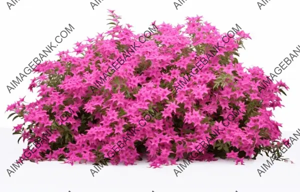 Stunning Large Bush of Pink Flowers Against a White Background