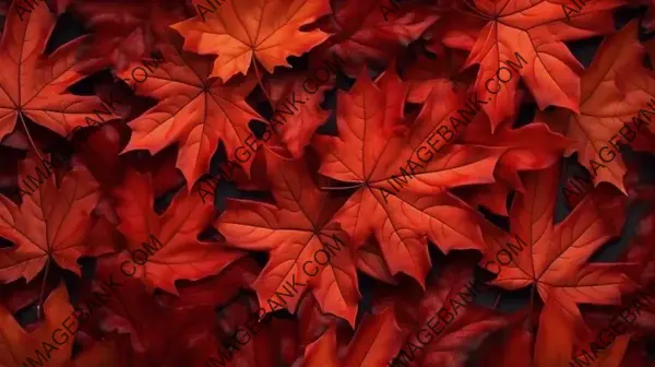 Red Accents on Fall Colors &#8211; Maple Leafs