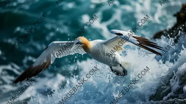 Craft Breathtaking Moments with Aerial Gannet Dive