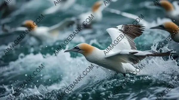 Explore Aerial Gannet Dive and Its Awe-Inspiring Shots