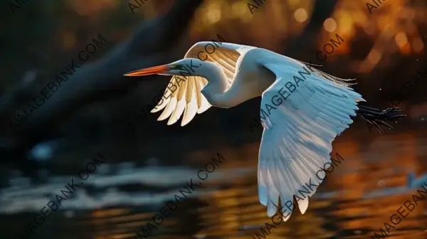 Graceful Bird Flight Ballet Photography