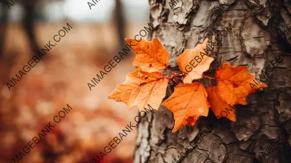 Experience the Warmth of Tree Trunk and Leaves in Close-Up